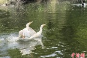 梦解大全吉林：罕见白鸬鹚连续两年“故地重游”