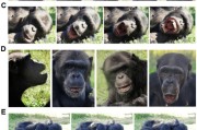 梦解大全国际最新研究：机器人“打哈欠” 黑猩猩被传染