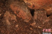梦解大全江西发现蜘蛛新物种 为研究呵叻蛛属适应区域提供依据