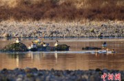 梦解大全歙县完成安徽首个县域生物多样性调查 共记录物种近4千种